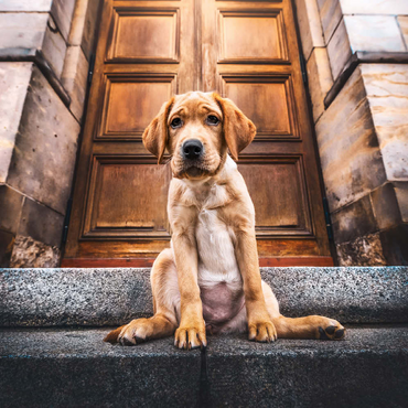 Darstellung des Puzzle Motivs Golden Labrador Puppy on Stone Steps 500 Puzzle 3D Modell