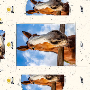 Darstellung des Puzzle Motivs Clydesdale Horse Close-Up with Blue Sky Backdrop 1000 Puzzle Schachtel 3D Modell