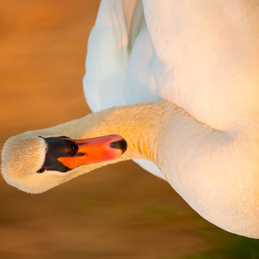 Darstellung des Puzzle Motivs Schwanenblick 500 Puzzle 3D Modell