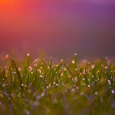 Darstellung des Puzzle Motivs Morgentau 200 Puzzle 3D Modell