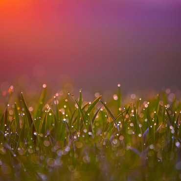 Darstellung des Puzzle Motivs Morgentau 500 Puzzle 3D Modell