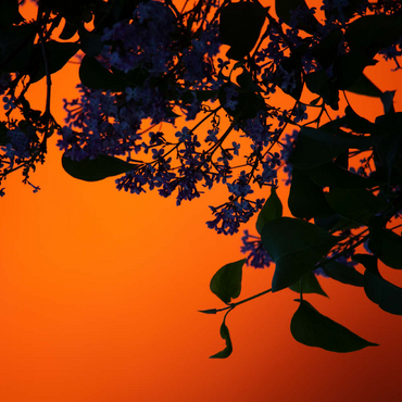 Darstellung des Puzzle Motivs Flieder Silhouette 200 Puzzle 3D Modell