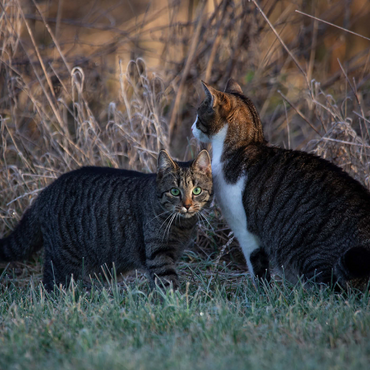 Darstellung des Puzzle Motivs Nala und Minka 1000 Puzzle 3D Modell