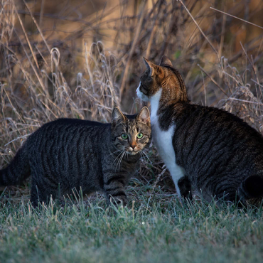 Darstellung des Puzzle Motivs Nala und Minka 100 Puzzle 3D Modell