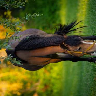 Darstellung des Puzzle Motivs Pony im Garten 500 Puzzle 3D Modell