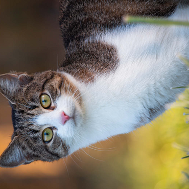 Darstellung des Puzzle Motivs Minka im Tau 100 Puzzle 3D Modell