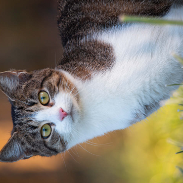 Darstellung des Puzzle Motivs Minka im Tau 200 Puzzle 3D Modell