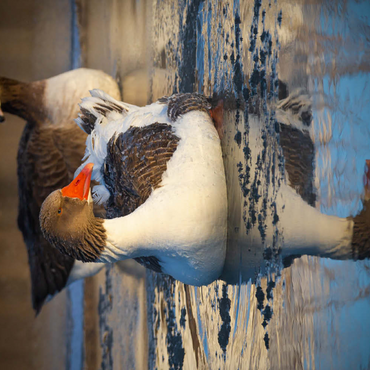 Darstellung des Puzzle Motivs Hybridgans 500 Puzzle 3D Modell