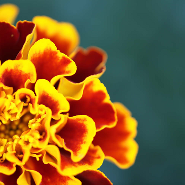 Darstellung des Puzzle Motivs Marigold / Tagetes patula 200 Puzzle 3D Modell