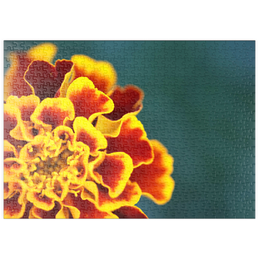 Darstellung des Puzzle Motivs puzzleplate Marigold / Tagetes patula 500 Puzzle