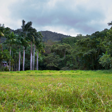 Darstellung des Puzzle Motivs “Welcome to the Jungle” 500 Puzzle 3D Modell