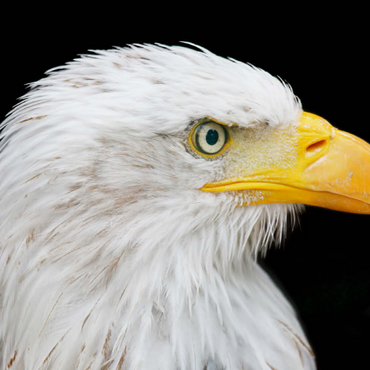 Darstellung des Puzzle Motivs Bald Eagle 200 Puzzle 3D Modell