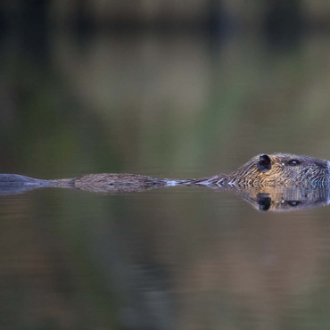 Darstellung des Puzzle Motivs Coypu 100 Puzzle 3D Modell