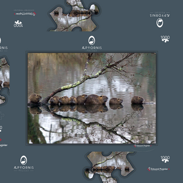 Darstellung des Puzzle Motivs Coypu Family 1000 Puzzle Schachtel 3D Modell