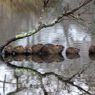 Darstellung des Puzzle Motivs Coypu Family 200 Puzzle 3D Modell