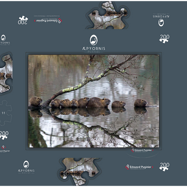 Darstellung des Puzzle Motivs Coypu Family 200 Puzzle Schachtel 3D Modell