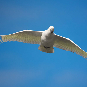 Darstellung des Puzzle Motivs Sulphur-crested Cockatoo 500 Puzzle 3D Modell