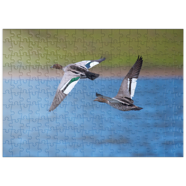 Darstellung des Puzzle Motivs puzzleplate Australian Wood Duck 200 Puzzle