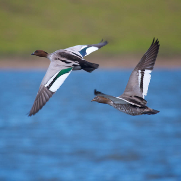 Darstellung des Puzzle Motivs Australian Wood Duck 200 Puzzle 3D Modell