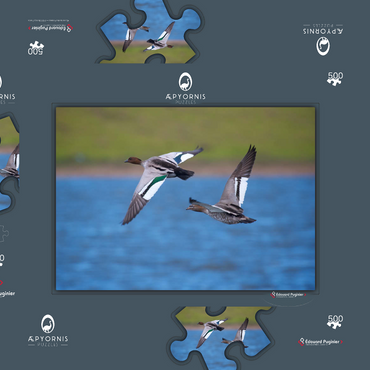 Darstellung des Puzzle Motivs Australian Wood Duck 500 Puzzle Schachtel 3D Modell