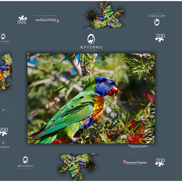 Darstellung des Puzzle Motivs Rainbow Lorikeet 200 Puzzle Schachtel 3D Modell