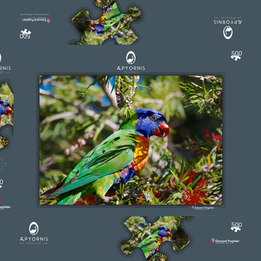 Darstellung des Puzzle Motivs Rainbow Lorikeet 500 Puzzle Schachtel 3D Modell