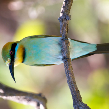 Darstellung des Puzzle Motivs Rainbow Bee-eater 100 Puzzle 3D Modell