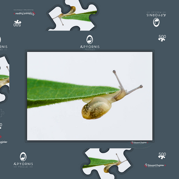 Darstellung des Puzzle Motivs Gym! 500 Puzzle Schachtel 3D Modell