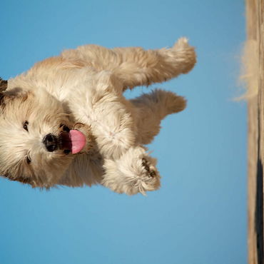 Darstellung des Puzzle Motivs Still “running”? 200 Puzzle 3D Modell