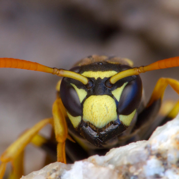 Darstellung des Puzzle Motivs European paper wasp 1000 Puzzle 3D Modell