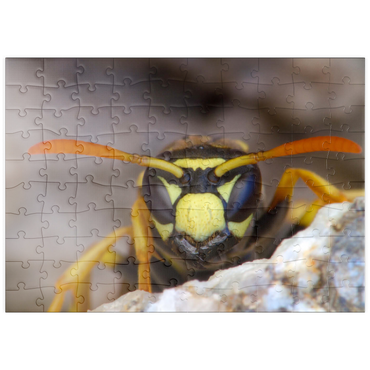 Darstellung des Puzzle Motivs puzzleplate European paper wasp 100 Puzzle