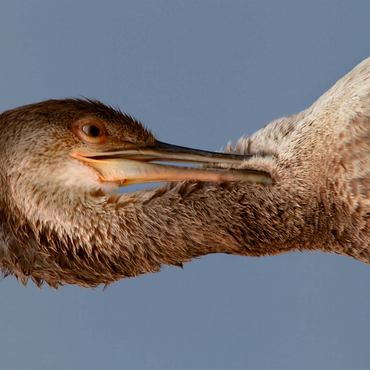 Darstellung des Puzzle Motivs European Shag 1000 Puzzle 3D Modell