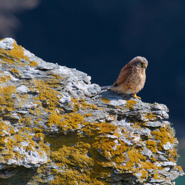 Darstellung des Puzzle Motivs Common kestrel 100 Puzzle 3D Modell