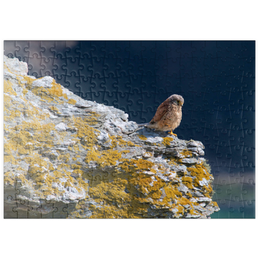Darstellung des Puzzle Motivs puzzleplate Common kestrel 200 Puzzle