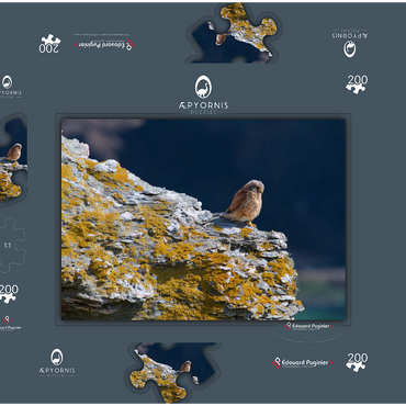 Darstellung des Puzzle Motivs Common kestrel 200 Puzzle Schachtel 3D Modell