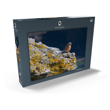 Darstellung des Puzzle Motivs Common kestrel 500 Puzzle Schachtel Ansicht2