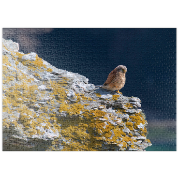 Darstellung des Puzzle Motivs puzzleplate Common kestrel 500 Puzzle