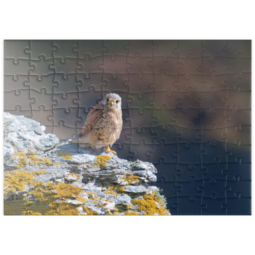 Darstellung des Puzzle Motivs puzzleplate Common kestrel 100 Puzzle