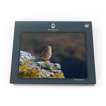 Darstellung des Puzzle Motivs Common kestrel 200 Puzzle Schachtel Ansicht3