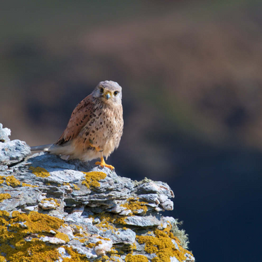 Darstellung des Puzzle Motivs Common kestrel 200 Puzzle 3D Modell