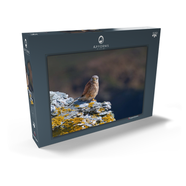 Darstellung des Puzzle Motivs Common kestrel 500 Puzzle Schachtel Ansicht2