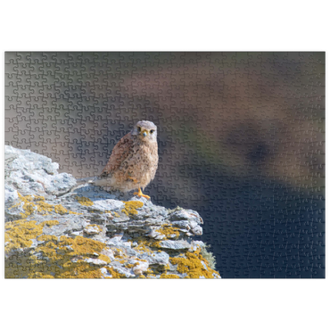 Darstellung des Puzzle Motivs puzzleplate Common kestrel 500 Puzzle