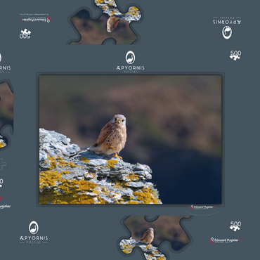 Darstellung des Puzzle Motivs Common kestrel 500 Puzzle Schachtel 3D Modell