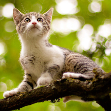 Darstellung des Puzzle Motivs Minka klettert 100 Puzzle 3D Modell