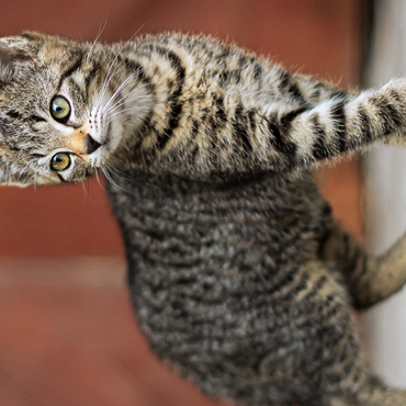 Darstellung des Puzzle Motivs Nala erkundet 500 Puzzle 3D Modell