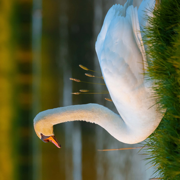 Darstellung des Puzzle Motivs Schwan am See 1000 Puzzle 3D Modell