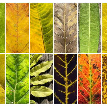 Darstellung des Puzzle Motivs Autumn Leaves 1 200 Puzzle 3D Modell