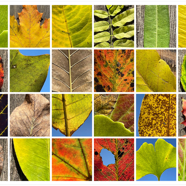 Darstellung des Puzzle Motivs Autumn Leaves 2 1000 Puzzle 3D Modell