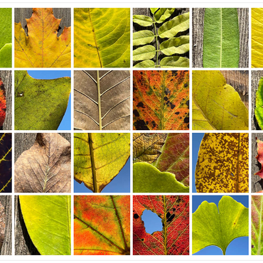 Darstellung des Puzzle Motivs Autumn Leaves 2 100 Puzzle 3D Modell
