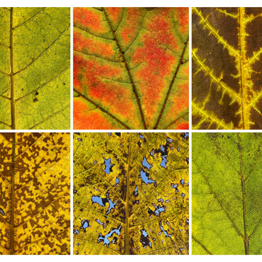 Darstellung des Puzzle Motivs Autumn Leaves 3 1000 Puzzle 3D Modell